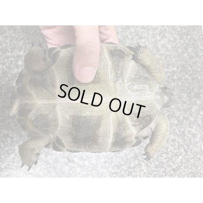 画像4: アルダブラゾウガメ(セーシェル)甲長約15cm