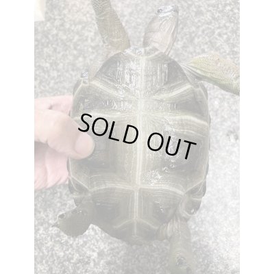 画像8: アルダブラゾウガメ(セーシェル)甲長約15cm