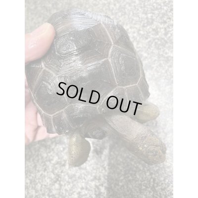 画像7: アルダブラゾウガメ(セーシェル)甲長約15cm