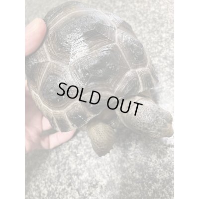 画像3: アルダブラゾウガメ(セーシェル)甲長約15cm