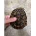 画像1: ノコヘリカブトガメ♂(甲長約12cm) (1)