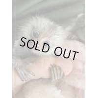 コモンマーモセット　1/5産まれ♀