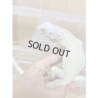 画像4: スノーイグアナ(T-アルビノアザンティックイグアナ)