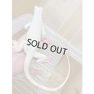 画像3: スノーイグアナ(T-アルビノアザンティックイグアナ)