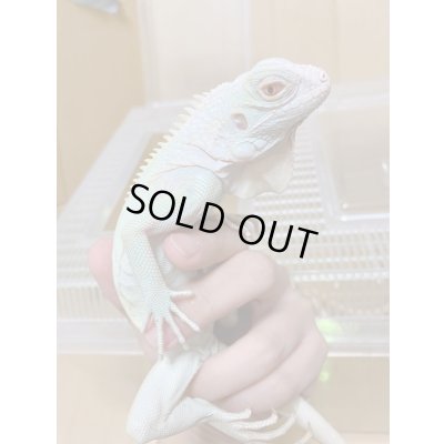 画像6: スノーイグアナ(T-アルビノアザンティックイグアナ)