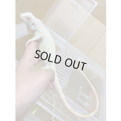 画像5: スノーイグアナ(T-アルビノアザンティックイグアナ)