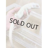 スノーイグアナ(T-アルビノアザンティックイグアナ)