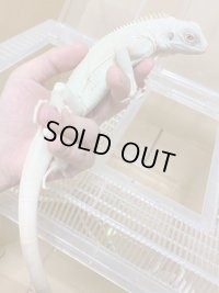 スノーイグアナ(T-アルビノアザンティックイグアナ)