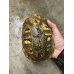 画像3: メキシコハコガメ 飼いこみWC♂ (3)
