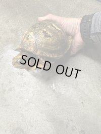 メキシコハコガメ 飼いこみWC♂