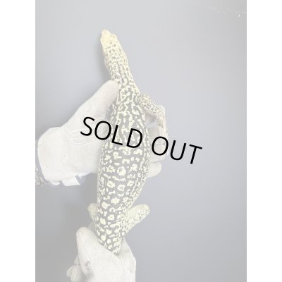 画像5: イエローヘッドモニター