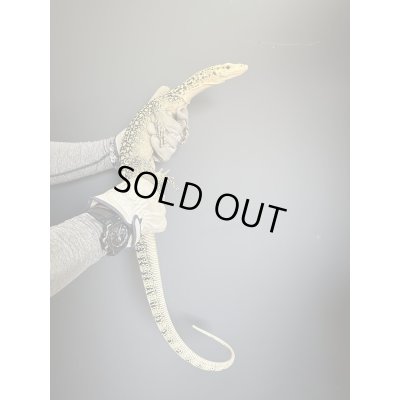 画像6: イエローヘッドモニター