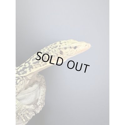 画像4: イエローヘッドモニター