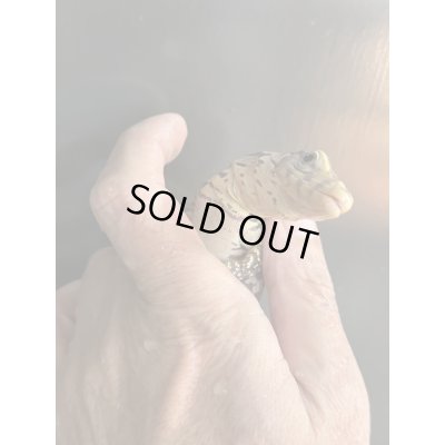 画像4: T+アルビノ (コラール)サルバトールモニター