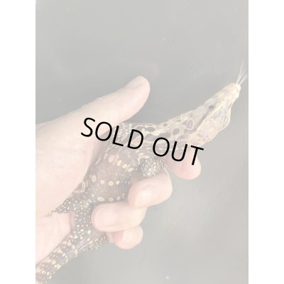 画像6: T+アルビノ (コラール)サルバトールモニター