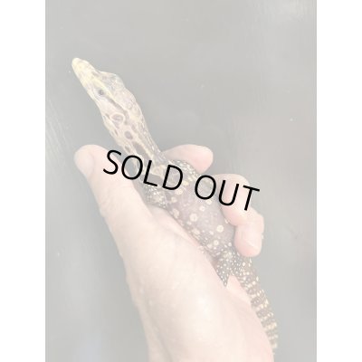 画像3: T+アルビノ (コラール)サルバトールモニター