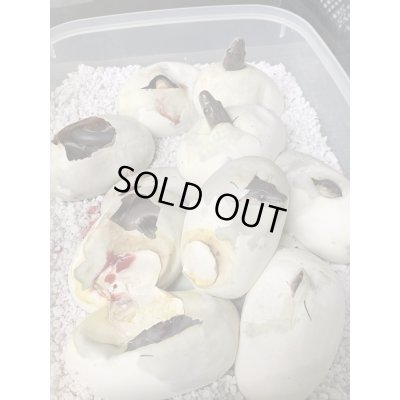 画像6: オリーブパイソン♂2019/9国内CB