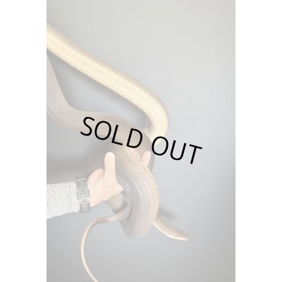 画像5: オリーブパイソン♂2019/9国内CB