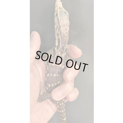 画像5: T+アルビノ (コラール)サルバトールモニター