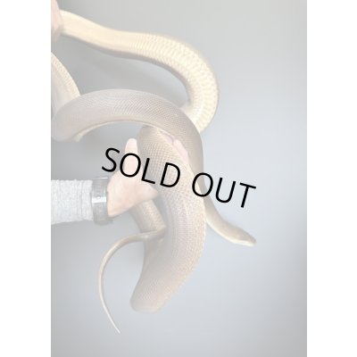 画像4: オリーブパイソン♂2019/9国内CB