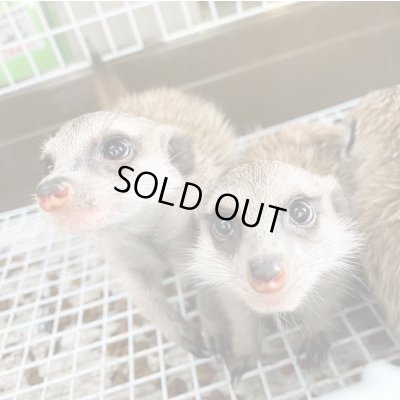 画像3: ミーアキャット国内CB10/30産まれ♀