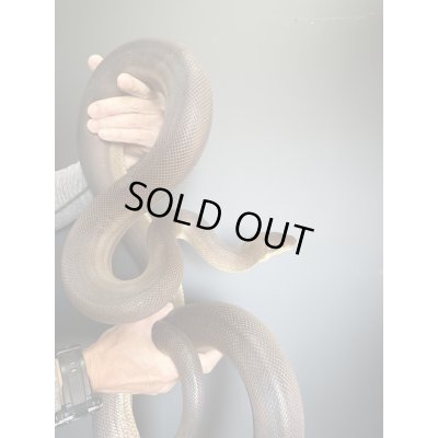 画像3: オリーブパイソン♂2019/9国内CB