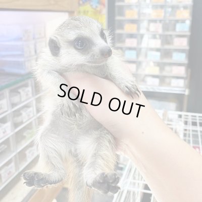 画像7: ミーアキャット国内CB10/30産まれ♀