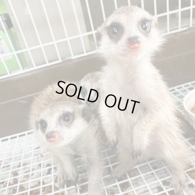 画像4: ミーアキャット国内CB10/30産まれ♀