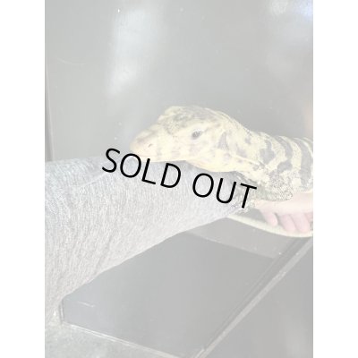 画像4: サルファーモニター飼いこみ個体