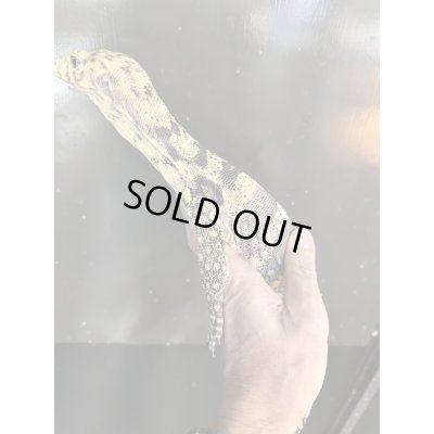 画像5: サルファーモニター飼いこみ個体