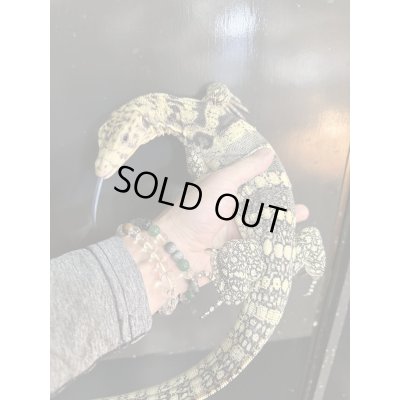 画像6: サルファーモニター飼いこみ個体