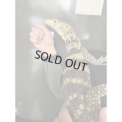 画像3: サルファーモニター飼いこみ個体