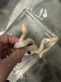 ヒロクチミズヘビ　アルビノ