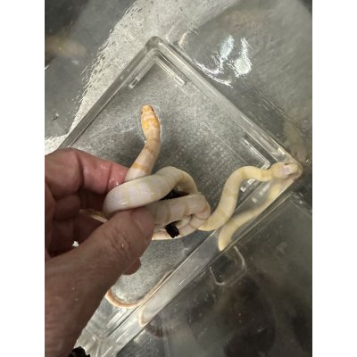 画像1: ヒロクチミズヘビ　アルビノ