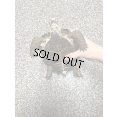 画像3: テキサスゴファーガメ(甲長18cm、13.5cm)