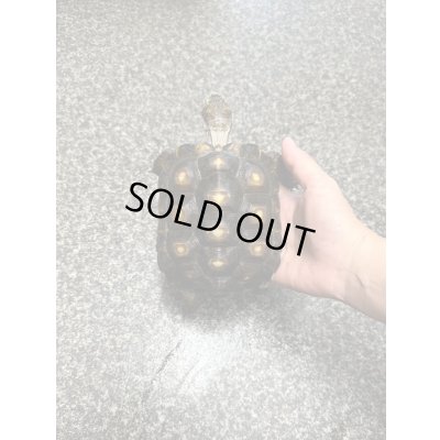 画像5: テキサスゴファーガメ(甲長18cm、13.5cm)