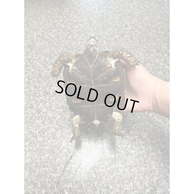 画像6: テキサスゴファーガメ(甲長18cm、13.5cm)