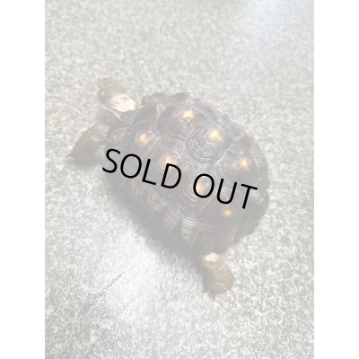 画像4: テキサスゴファーガメ(甲長18cm、13.5cm)