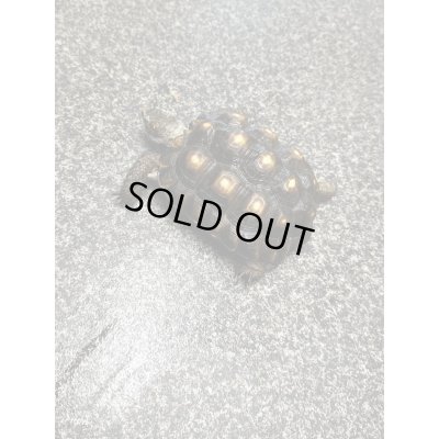 画像7: テキサスゴファーガメ(甲長18cm、13.5cm)