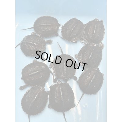 画像1: カントンクサガメ国内CBハイクオリティー