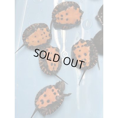 画像2: カントンクサガメ国内CBハイクオリティー