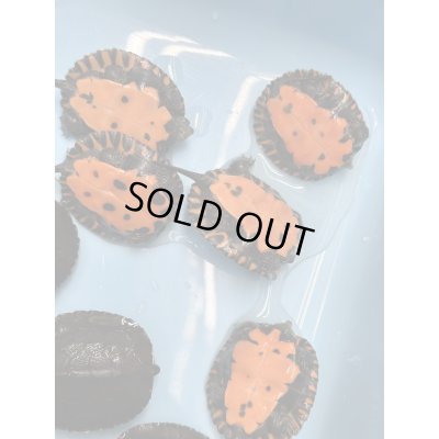 画像3: カントンクサガメ国内CBハイクオリティー