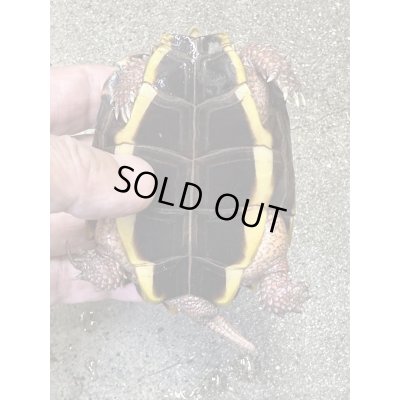 画像5: スペングラーヤマガメ　長期飼いこみペア