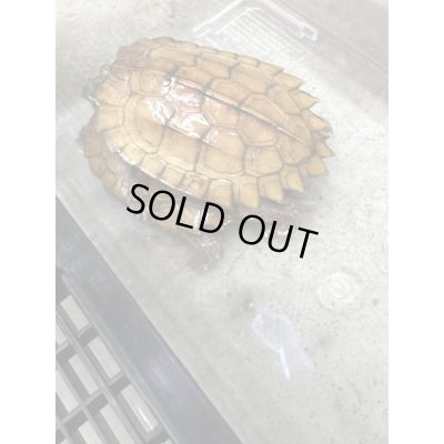 画像6: スペングラーヤマガメ　長期飼いこみペア