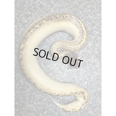 画像2: マラヤンプラッドパイソン　アイボリー雄