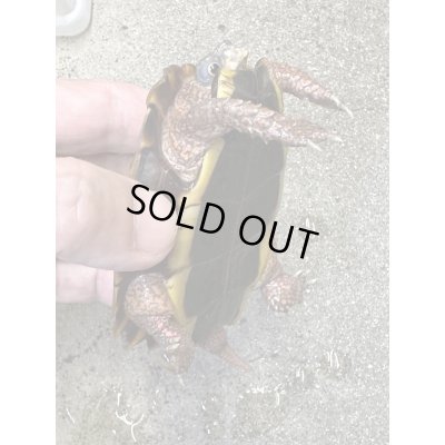 画像4: スペングラーヤマガメ　長期飼いこみペア