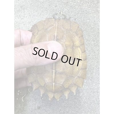 画像3: スペングラーヤマガメ　長期飼いこみペア