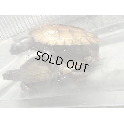 画像7: スペングラーヤマガメ　長期飼いこみペア