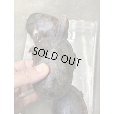 画像5: ハナナガドロガメ　アダルト雌