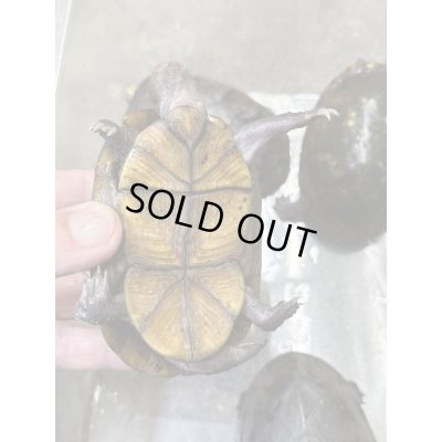 画像6: ハナナガドロガメ　アダルト雌